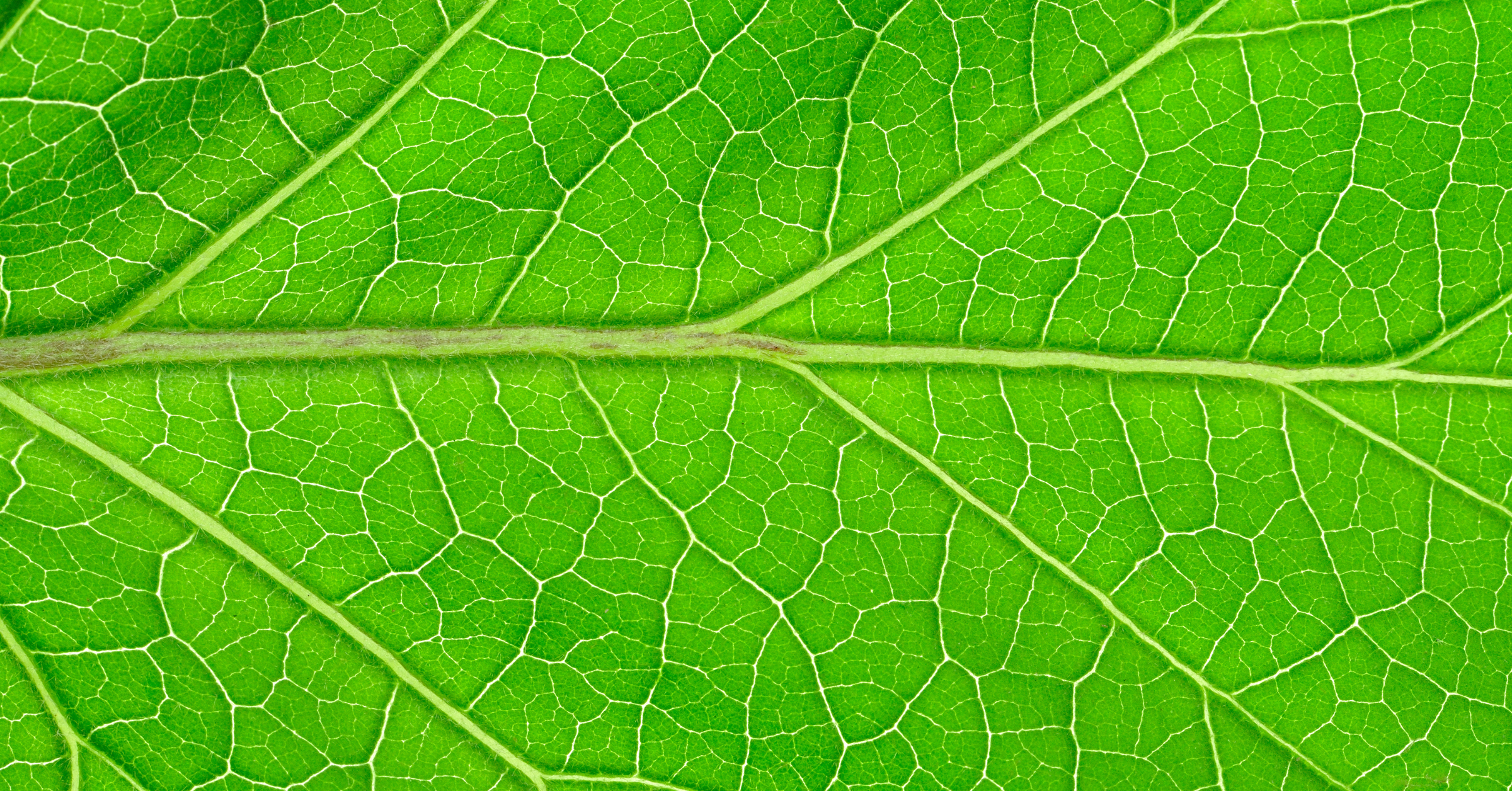 close-up-of-green-leaf