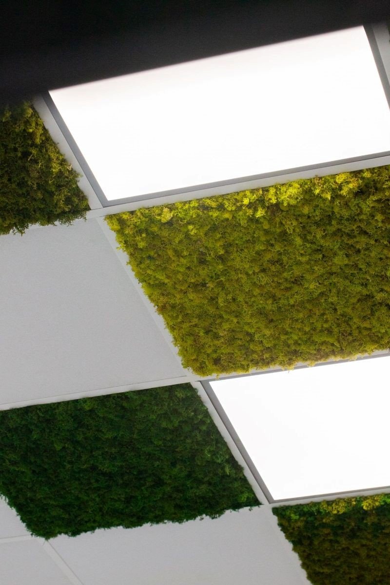 moss-ceilings-a-new-way-to-bring-nature-indoors-image-2