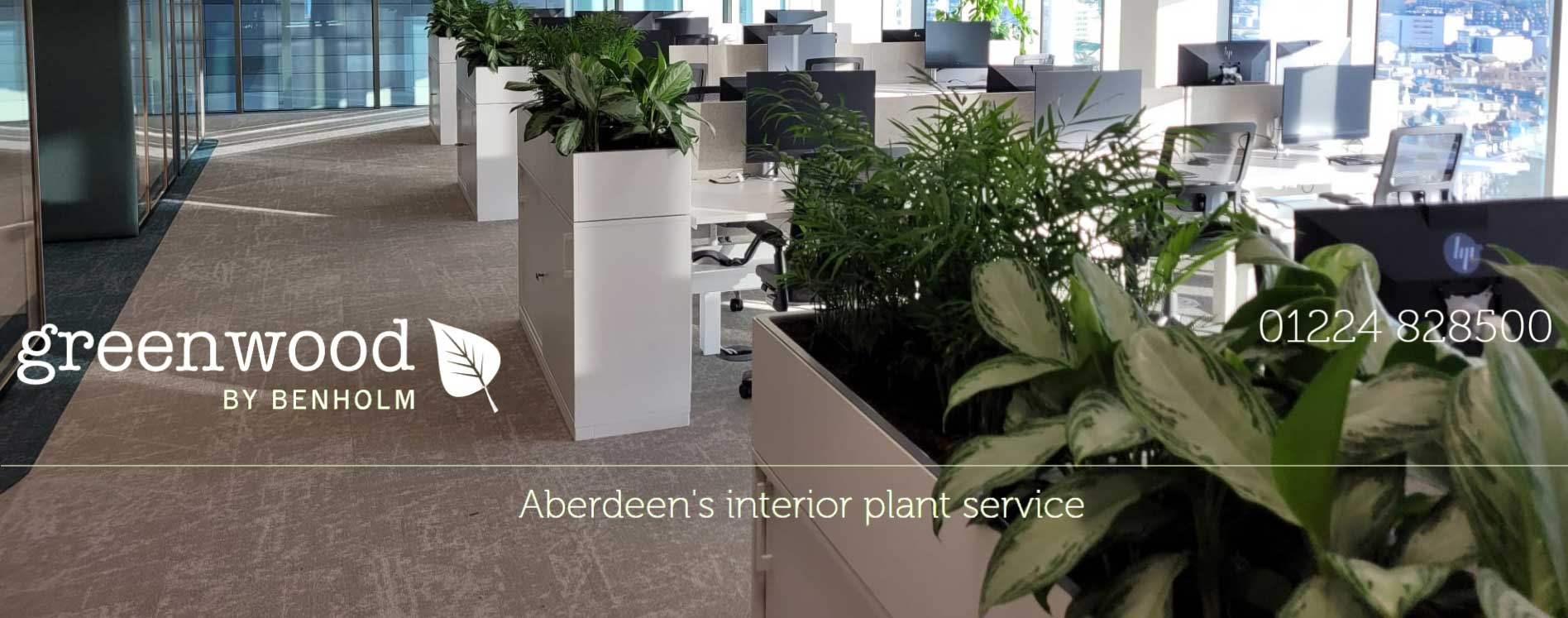 interior plants in aberdeen office cover image