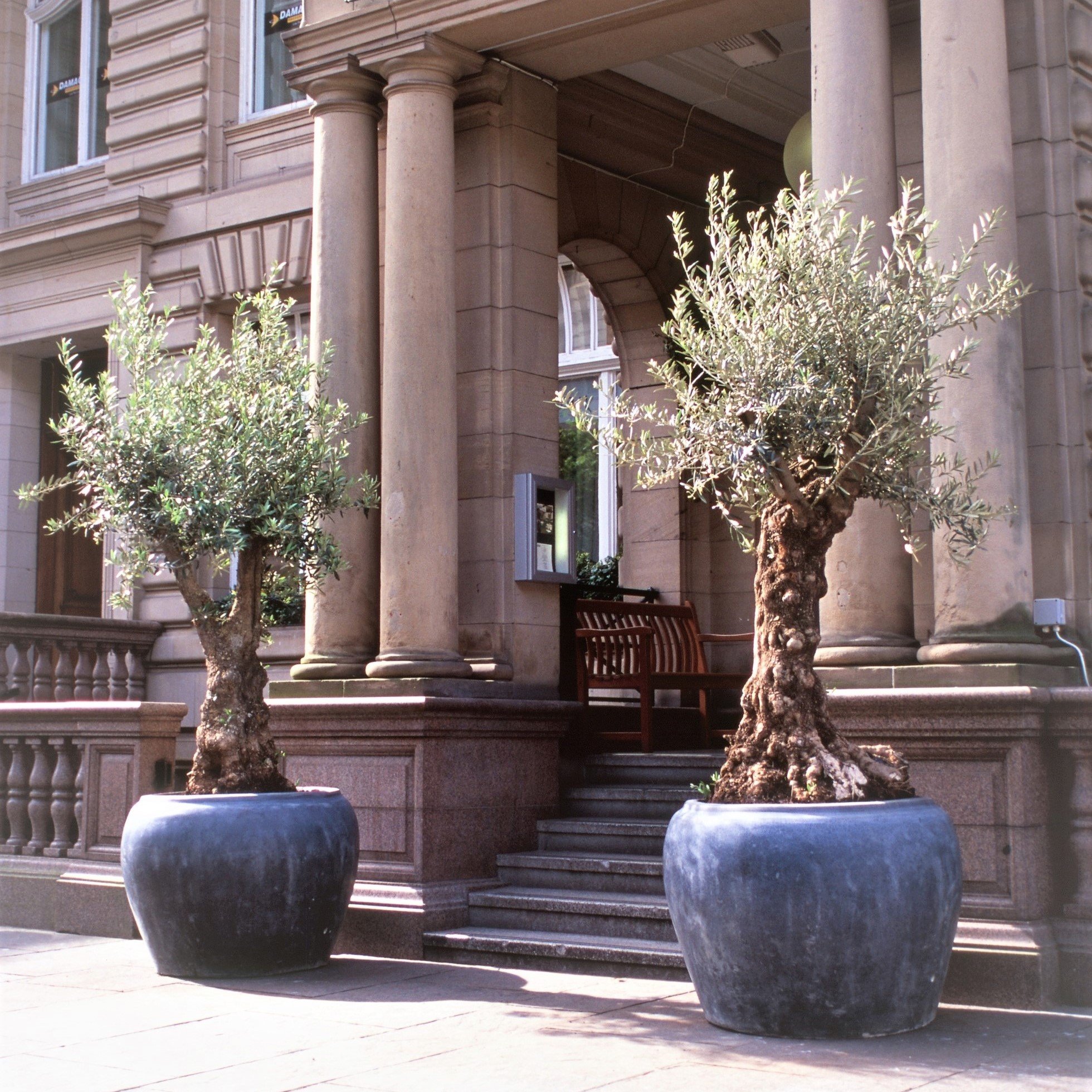 large-exterior-live-plants-image-glasgow-office-plants-page