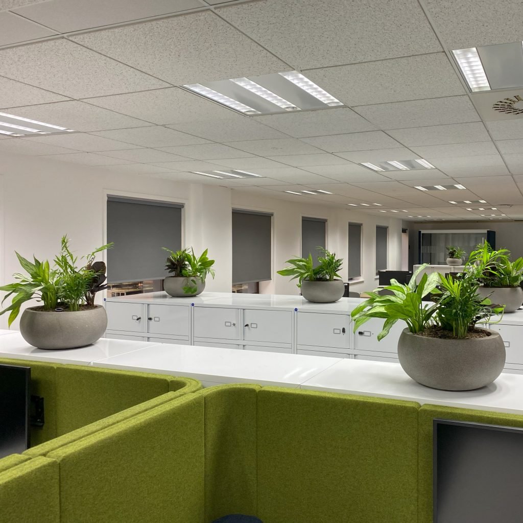 Natural stone bowl planters sit atop cabinets with a variety of live plants in an office
