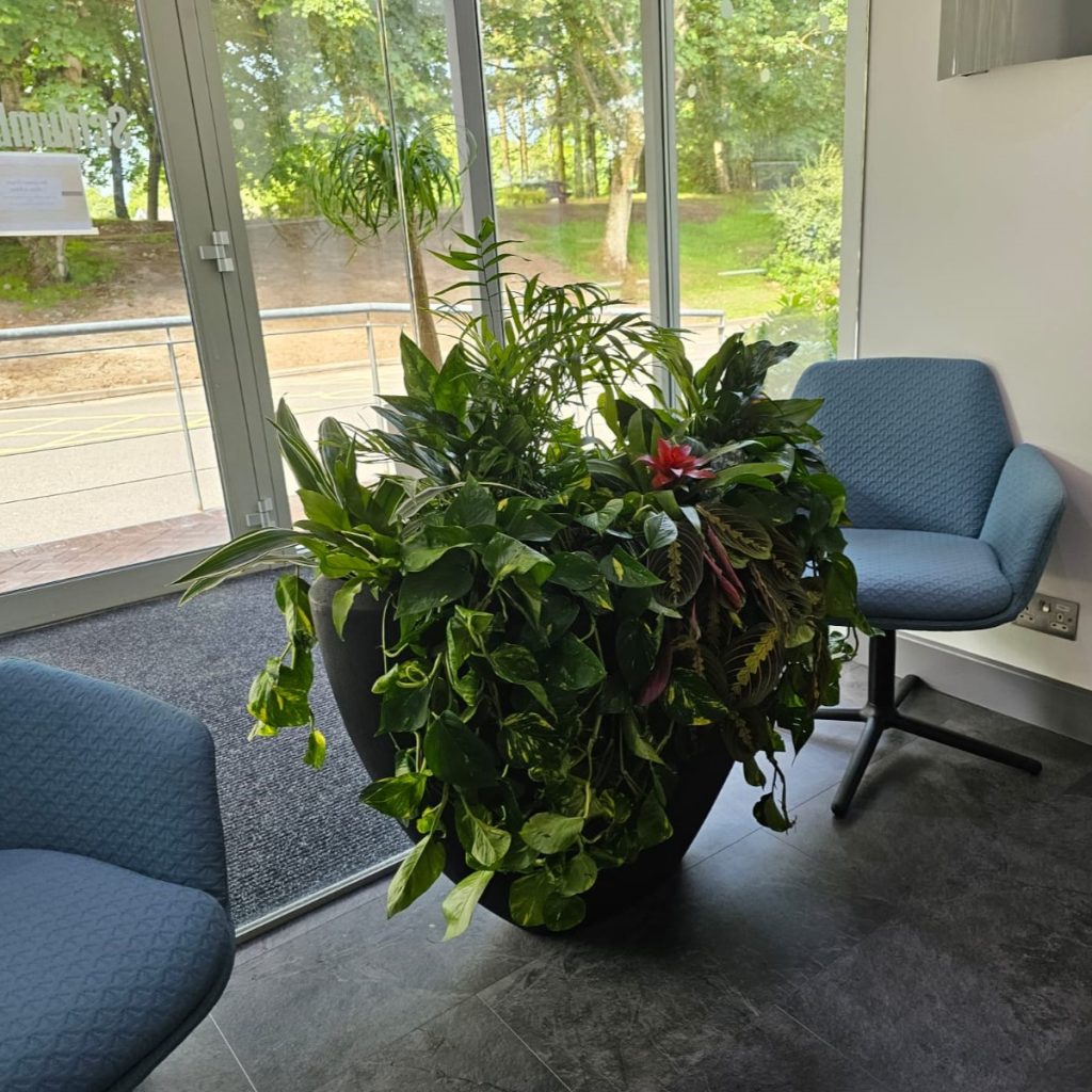 A large black feature planter with a lush tropical trailing plant display sits in a corporate reception area