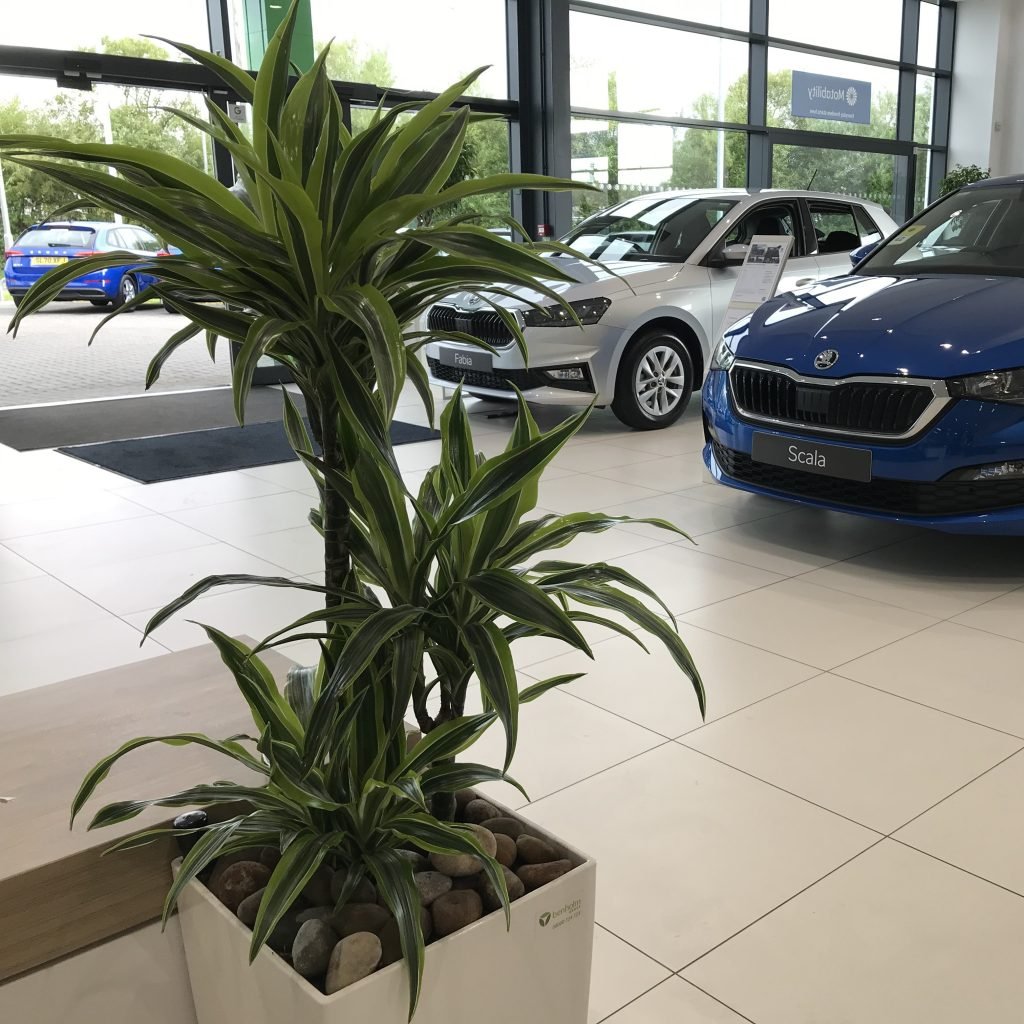 a live dracaena lemon lime in a white tapered square planter sits in a skoda showroom