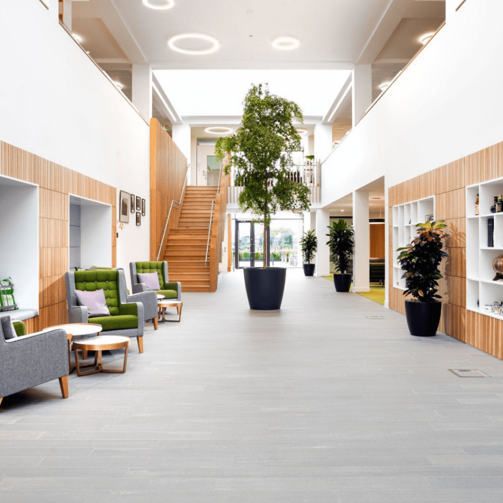 large-ficus-tree-ian-macleod-distillers