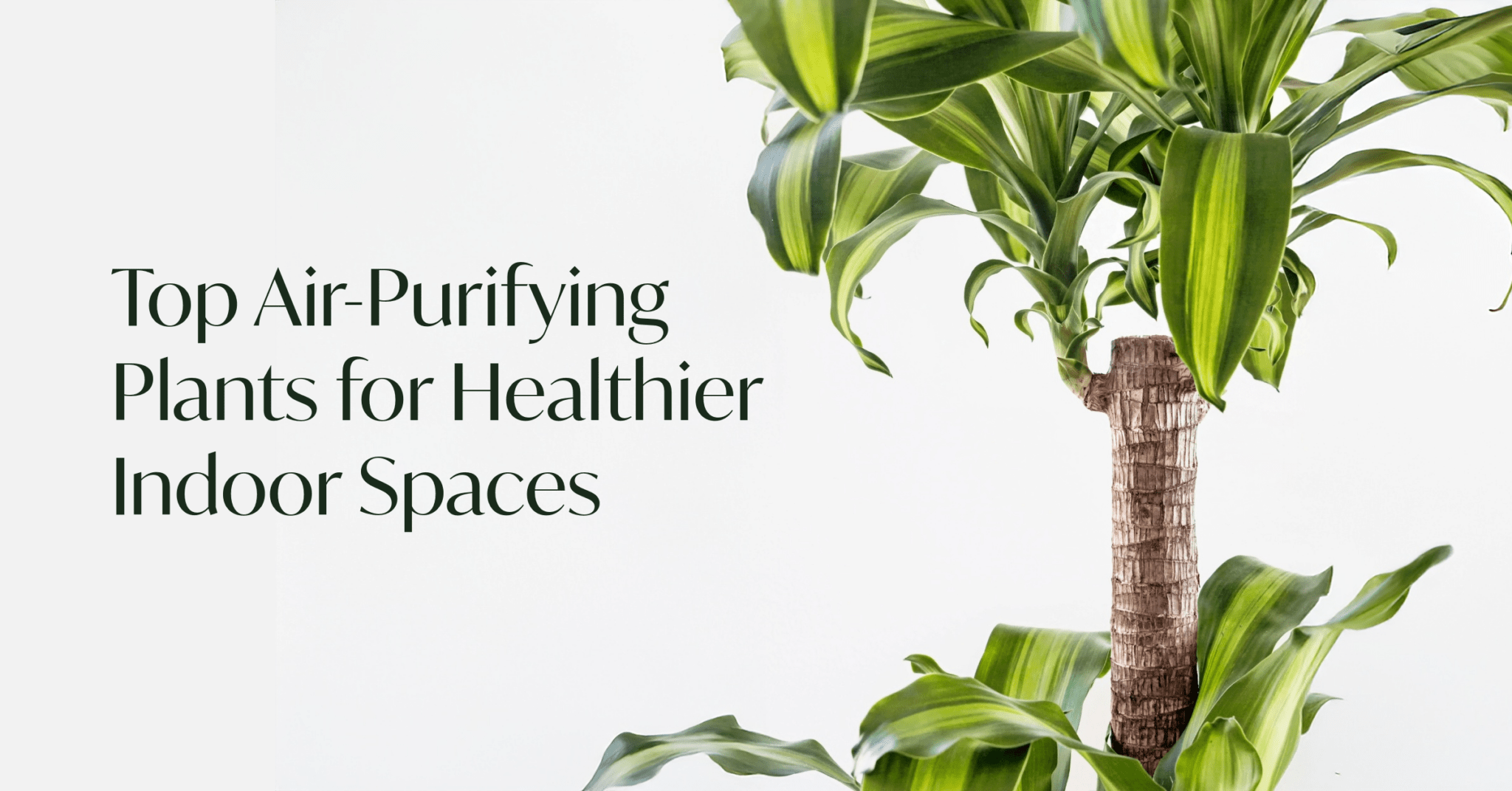 View of Shop Altman Plants Altman Plants Air Purifying Philodendron ... - Lowe's