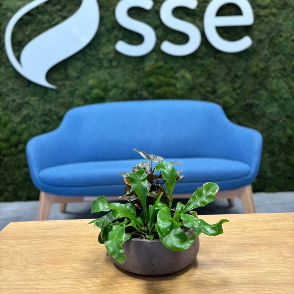 graphite-bowl-small-live-plants-sse-reception