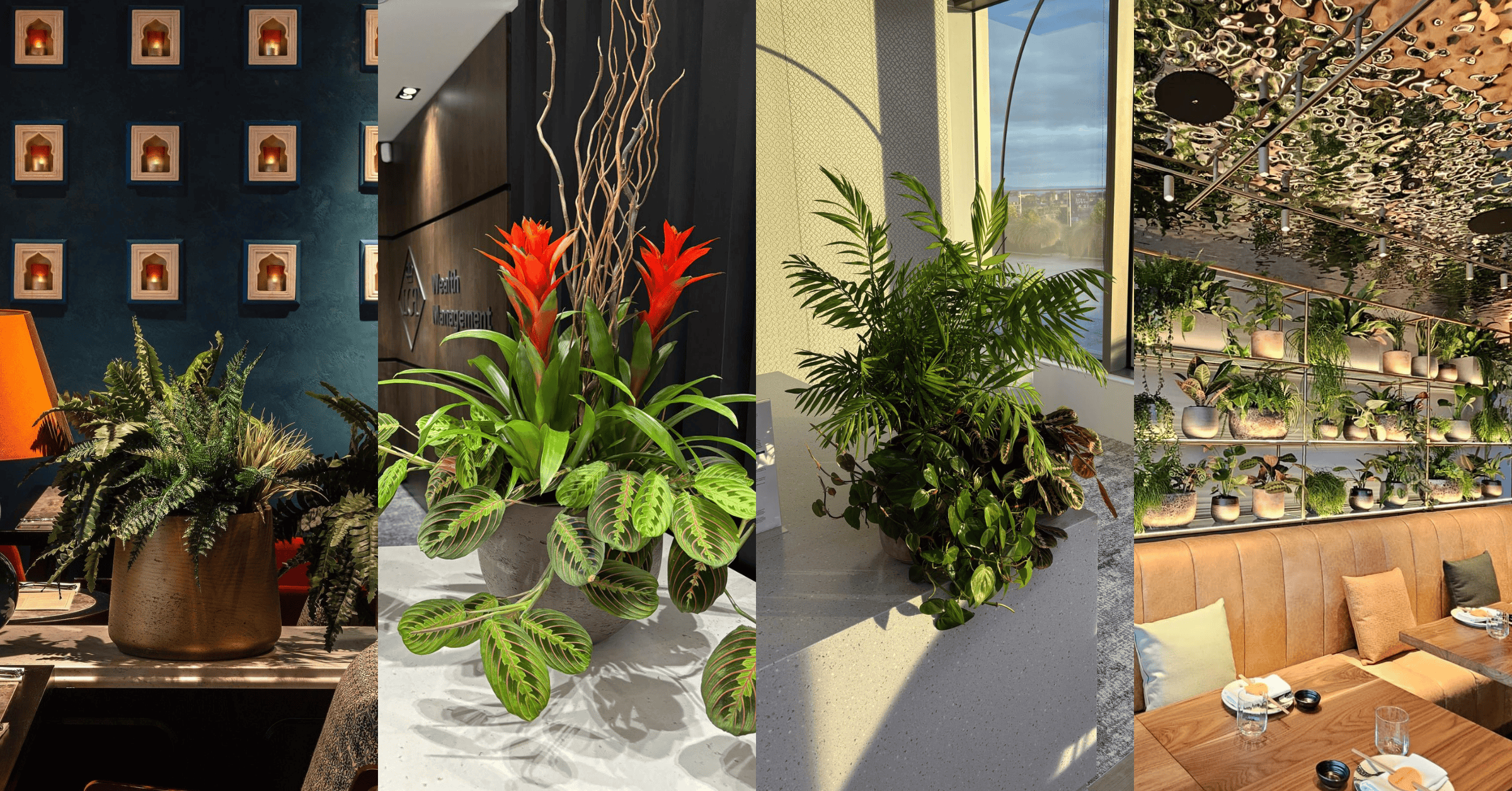 Mixed bowl tabletop planting with tropical plants for mixed sectors